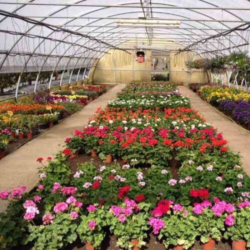 Steps to Starting a Nursery